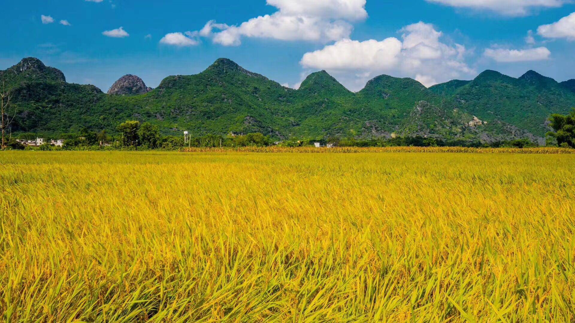 广西西马坝油粘米10斤林农家米抛光香米长粒大米