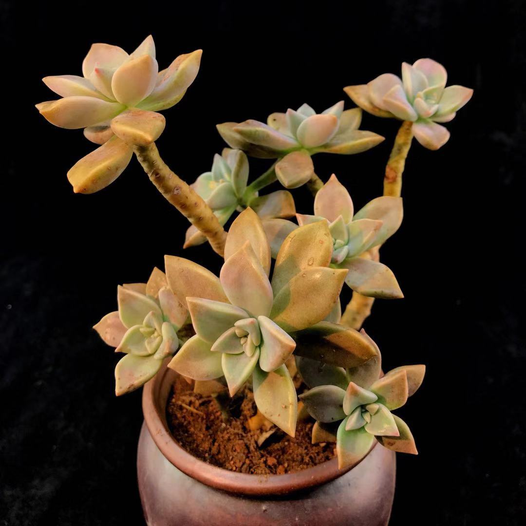 胧月宝石花多肉植物一物一拍老桩多头群生悬崖造型满68包邮胧月