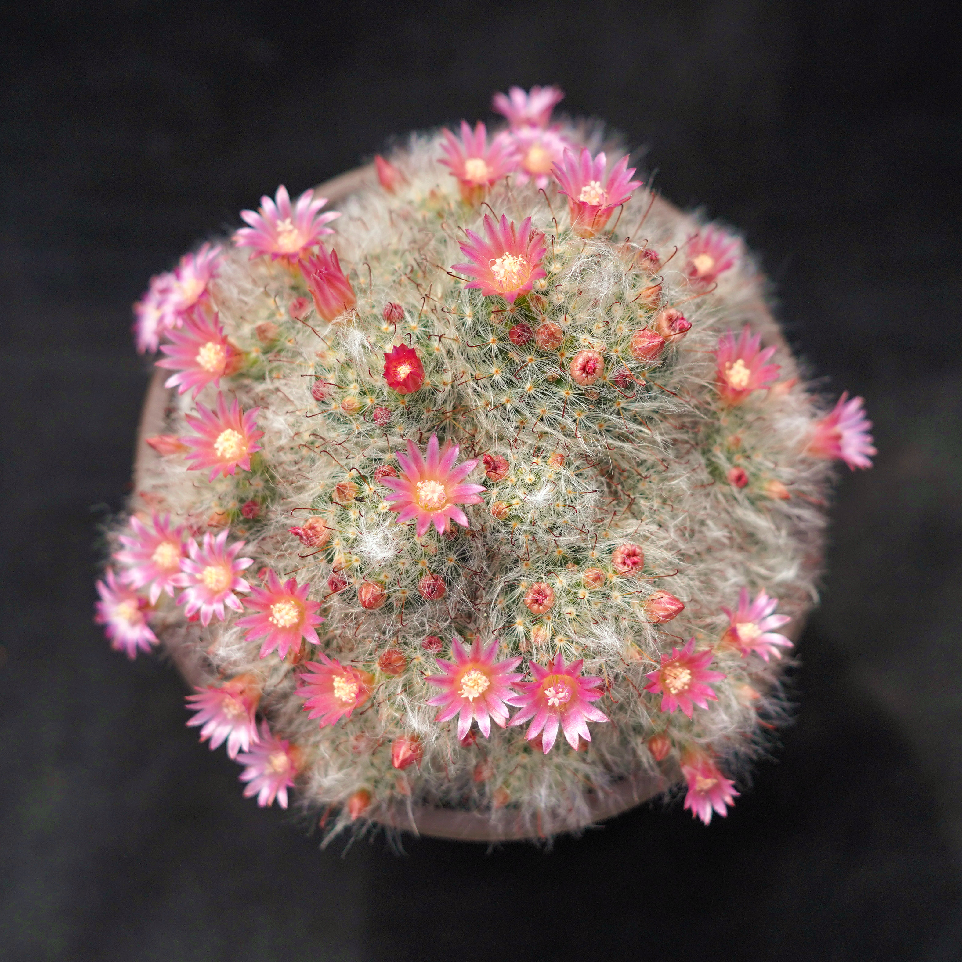 白云仙人花丽开花植物球多高莎突球苗乳实生多肉植物