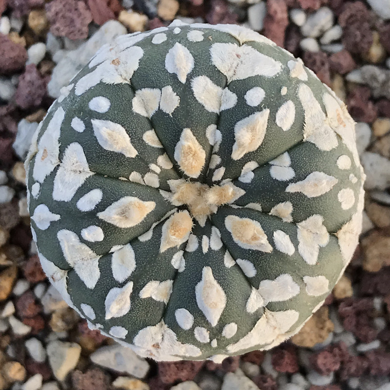 实生海星超浓白超兜花园一物一拍开花美花仙人多肉植物