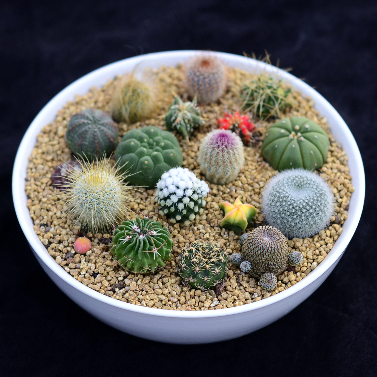 萌球锦集多肉植物仙人仙人掌开花防辐射小盆盆栽多肉植物