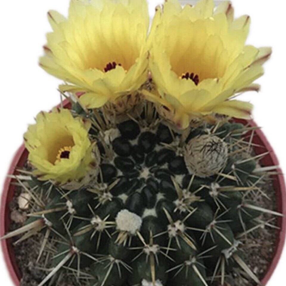 狮子王丸实生仙人球多植物一物一拍开花大花美花多肉植物