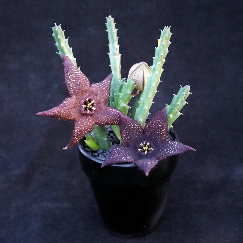 犀角stapeliaberlindensis萝藦科多肉植物组合盆栽绿植花卉多肉植物