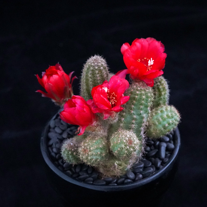 绯红皇后杂交白檀仙人球大花美花丽一物一拍多肉植物