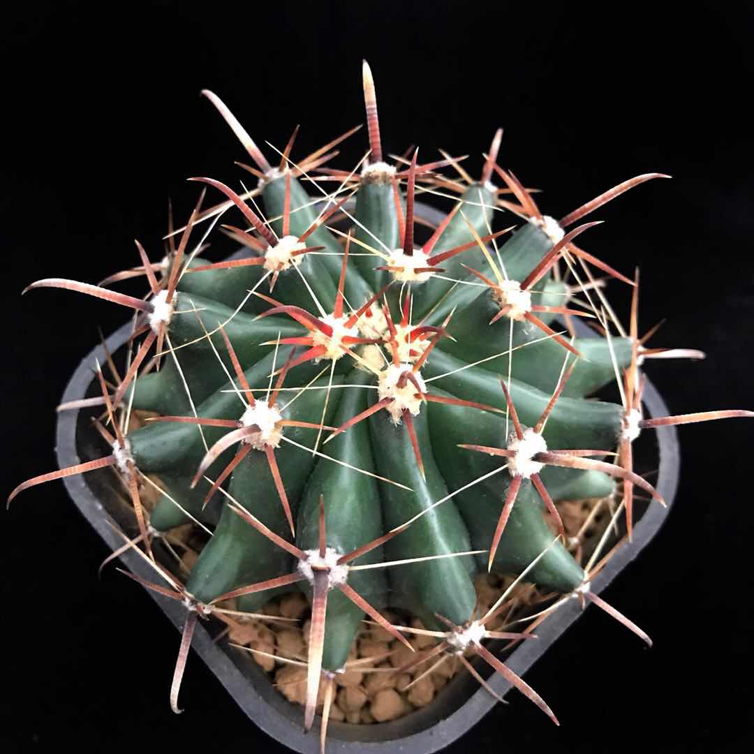 囧先生巨鹫强刺仙人开花美花一物一拍实生多肉多肉植物