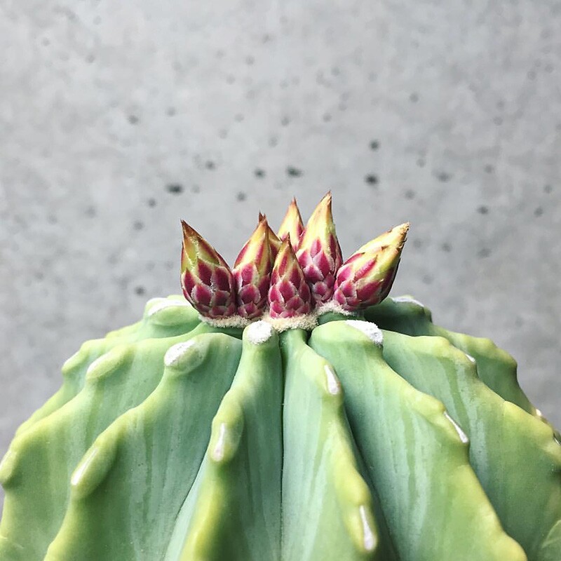 无刺王冠龙实生仙人球强刺球属多植物一物一拍多肉植物