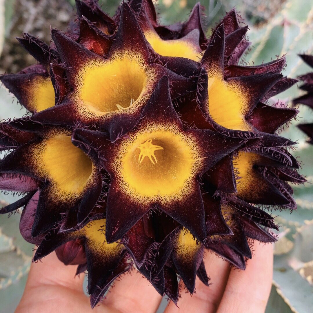 美丽丽水牛角多肉植物白角萝藦科四萝唐人群生多肉植物