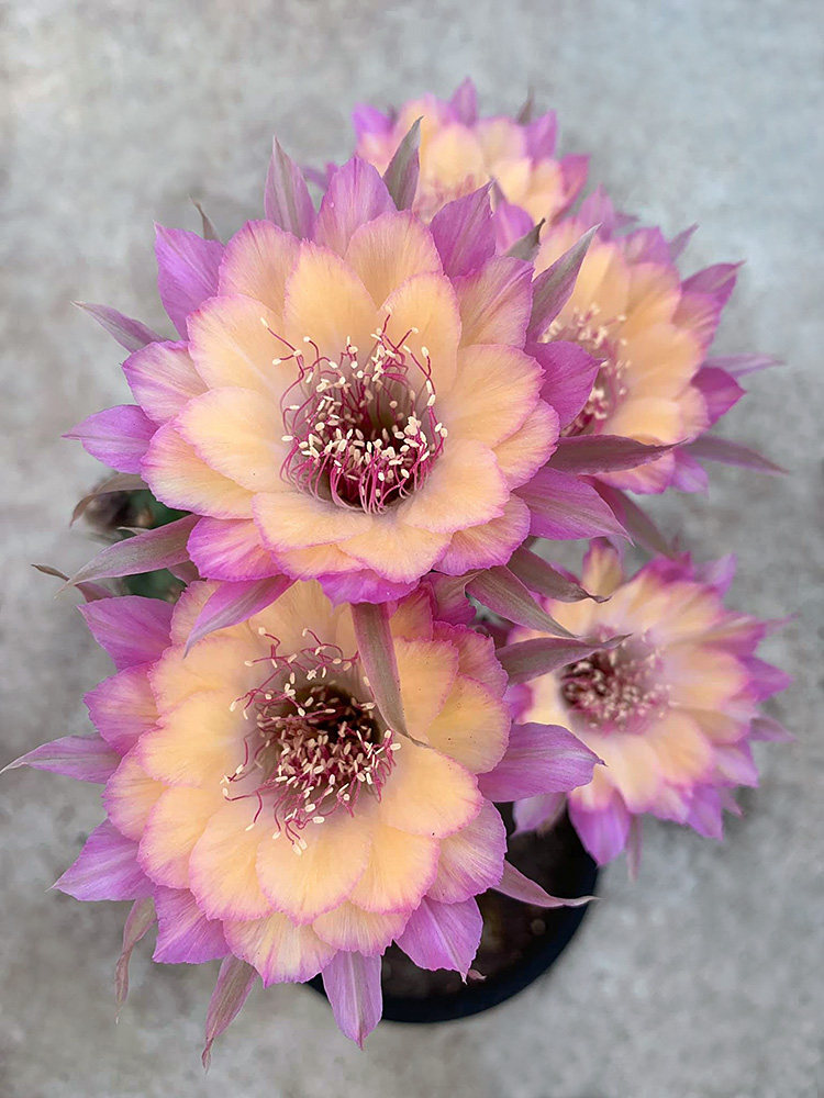 植物极光wh花球开花美花仙人开群花大花多多肉植物