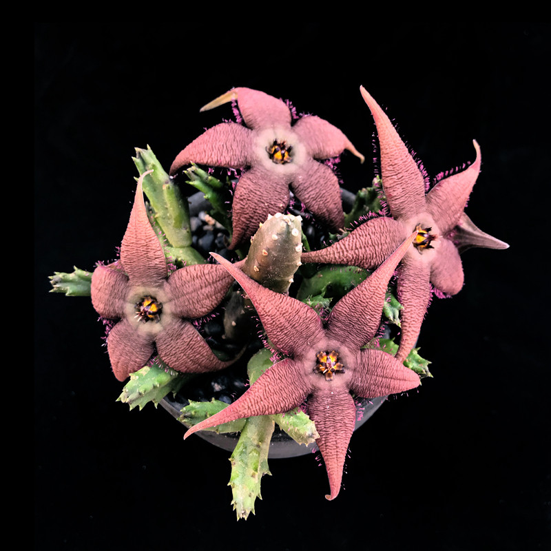 纹瓣犀角开花大花美花花丽奇异萝藦科奇趣多肉多肉植物