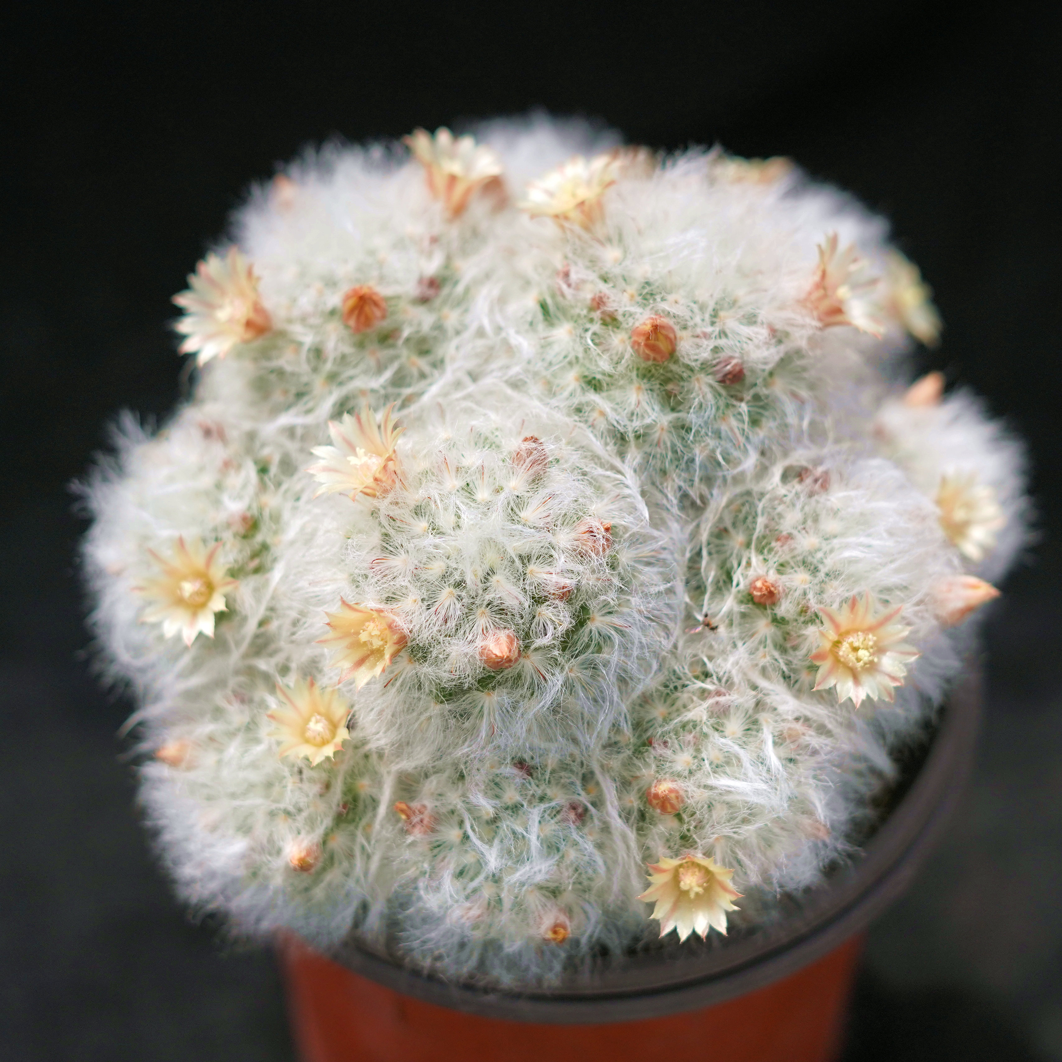 白云仙人花丽开花植物球多高莎突球苗乳实生多肉植物