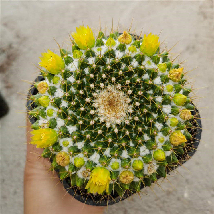 金洋丸实生仙人一物一拍乳突球属黄绿色多肉植物