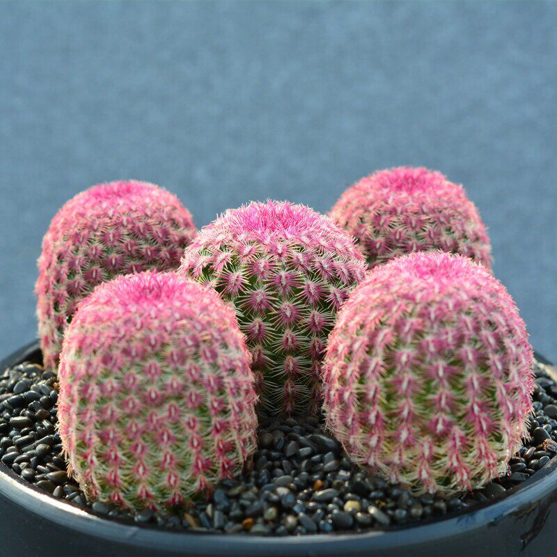 仙人红太阳多肉植物球卷刺不扎手一物一拍开花多肉植物