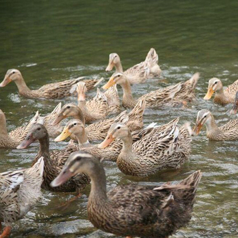 正宗体现活体冷运新鲜麻鸭农家鸭小花边鸭子鸭肉