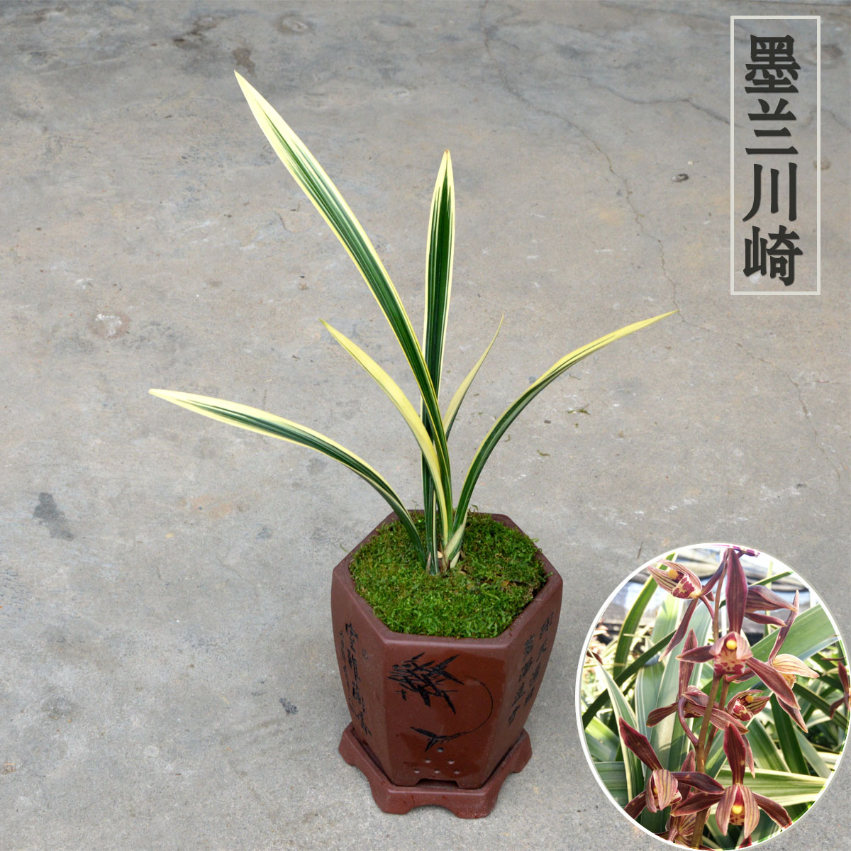 新品墨兰金边艺兰花苗川崎宽叶兰花冬带花苞时令草本花卉
