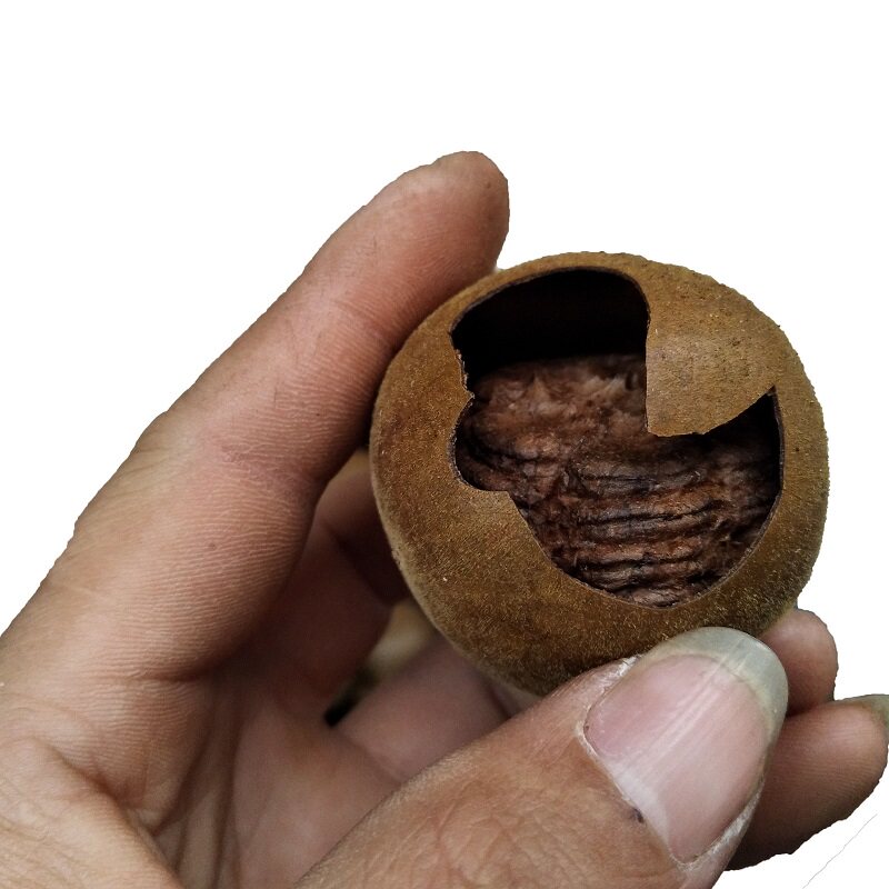 罗汉果广西桂林黄金粉碎果响传统破壳散装小果罗汉果