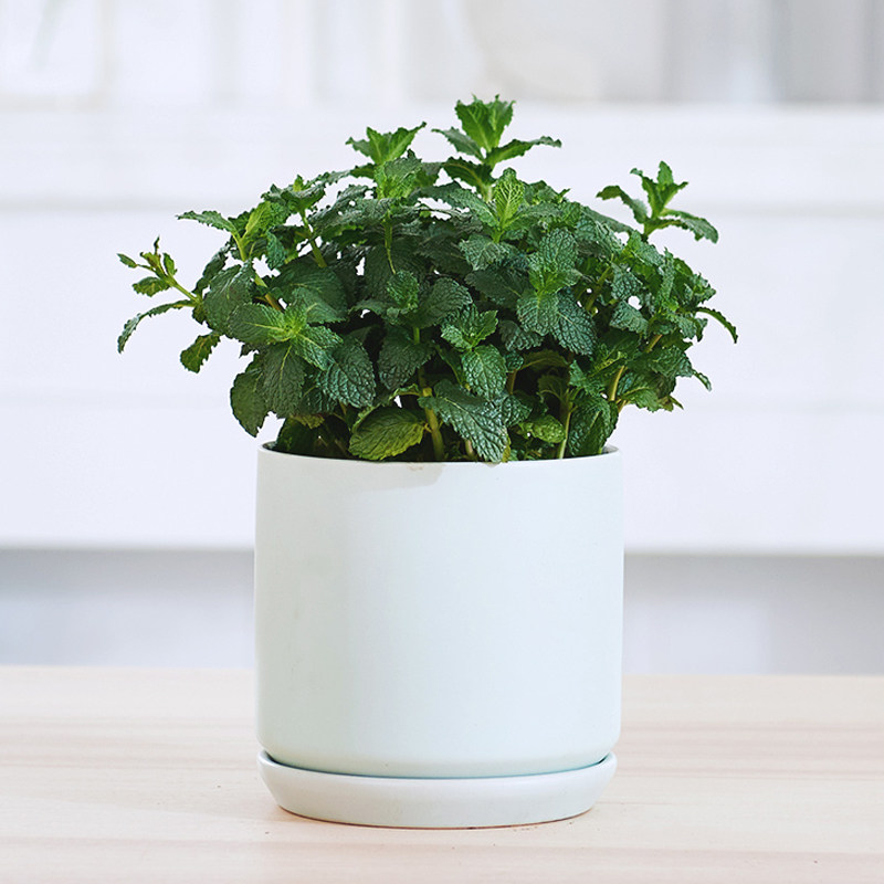 爱优优尚薄荷盆栽窗台绿植花卉办公室阳台甲醛绿植
