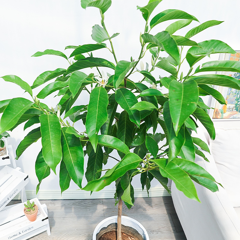 爱优优尚白兰花盆栽花卉白玉兰玉兰花树老桩室内阳台花卉