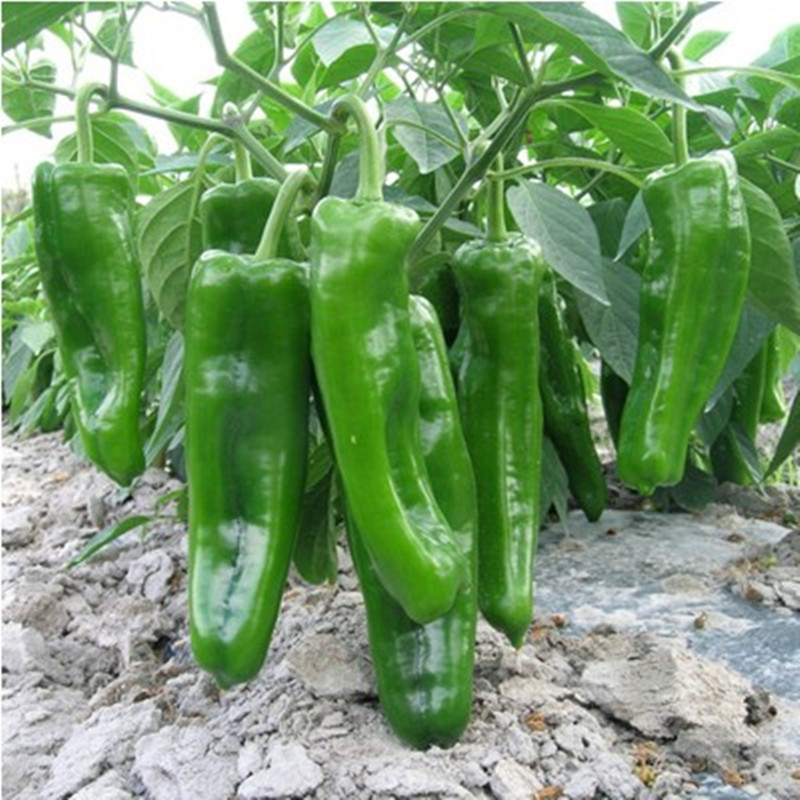 种子寿光蔬菜特大椒王牛角辣椒中椒农家泡椒家庭园艺种子