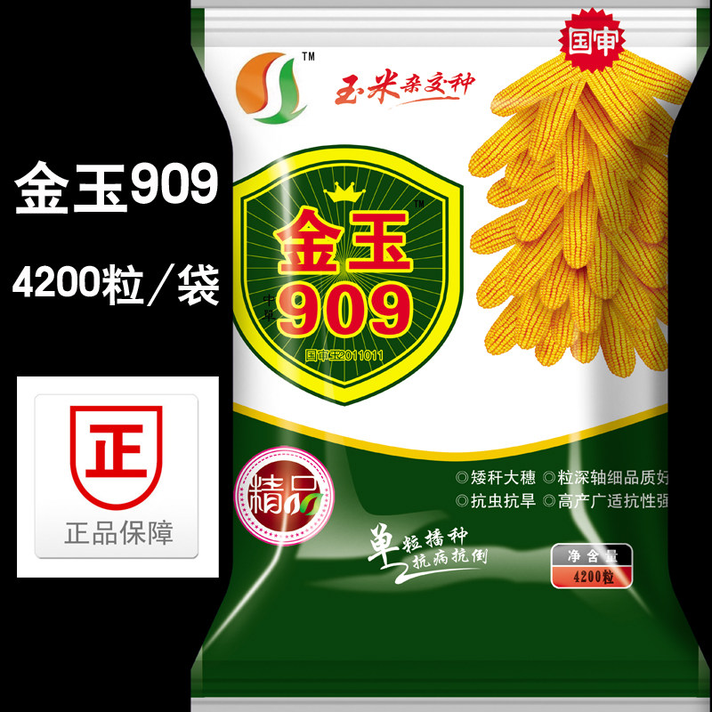 金玉999金玉506 金玉909 金玉888金玉335金玉188高产杂交玉米种子