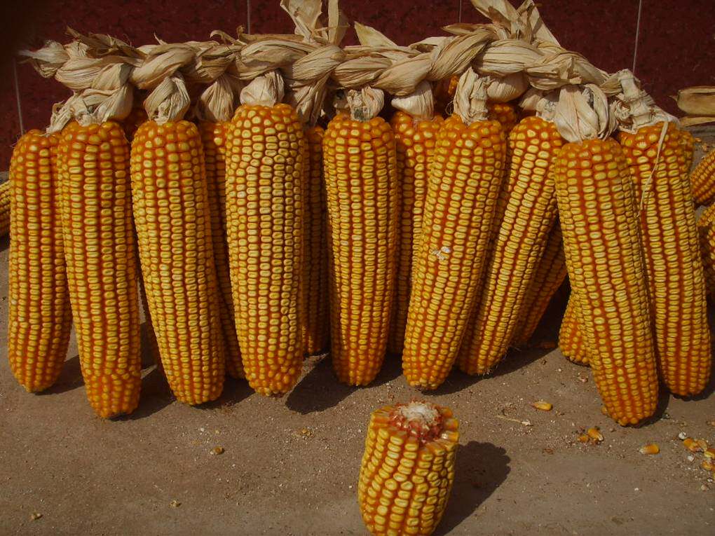 金玉999金玉506 金玉909 金玉888金玉335金玉188高产杂交玉米种子