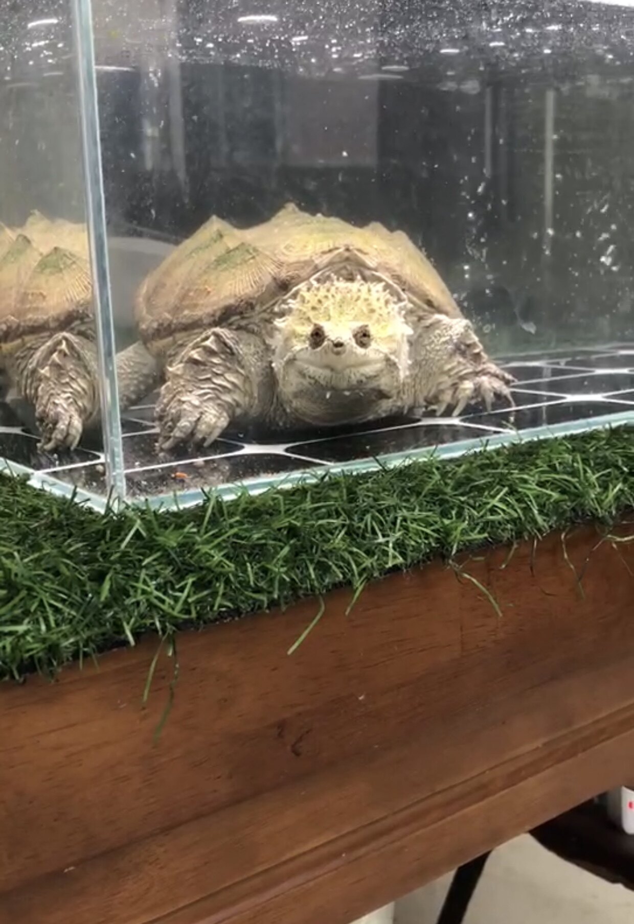 鳄龟原种纯佛杂佛大鳄爆刺鳄鱼龟苗小鳄观赏龟