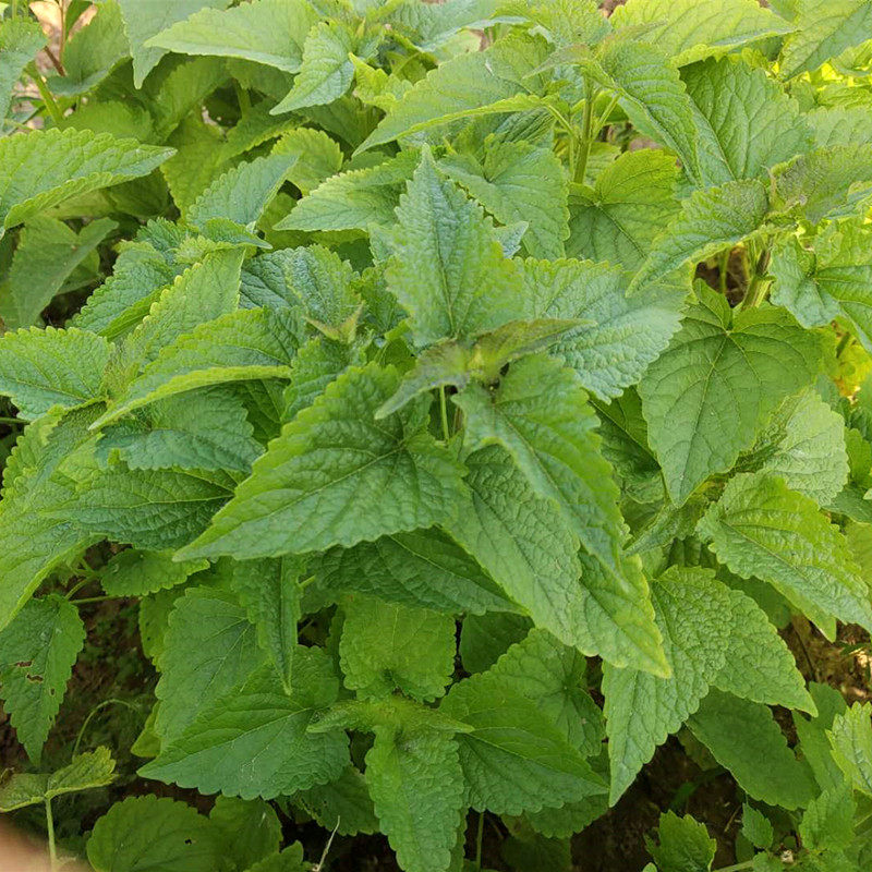 现摘现发霍香叶新鲜食用香菜1斤野菜香草农家菜叶菜类