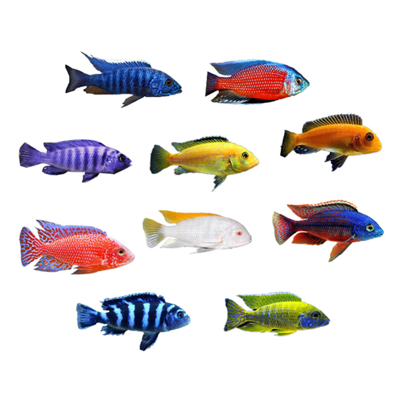 三湖岩栖水耐淡水大号中大杂鲷小型十间慈鲷鱼