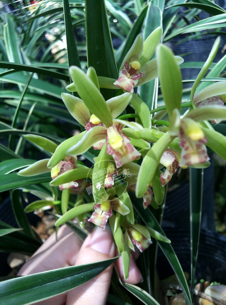 帝王王妃兰花花苗金边矮种线艺四季兰建兰室绿植