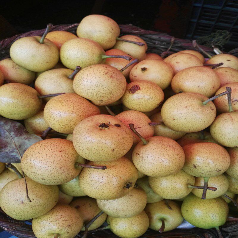 2020年东北野生新鲜山梨 酸梨 新鲜水果纯山梨5斤包邮