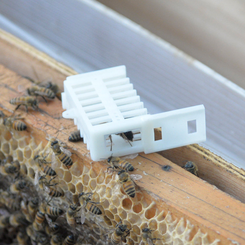 🐝多功能王笼塑料困王用蜜蜂笼蜂王囚王控制蜂群50个装蜂具养蜂工具