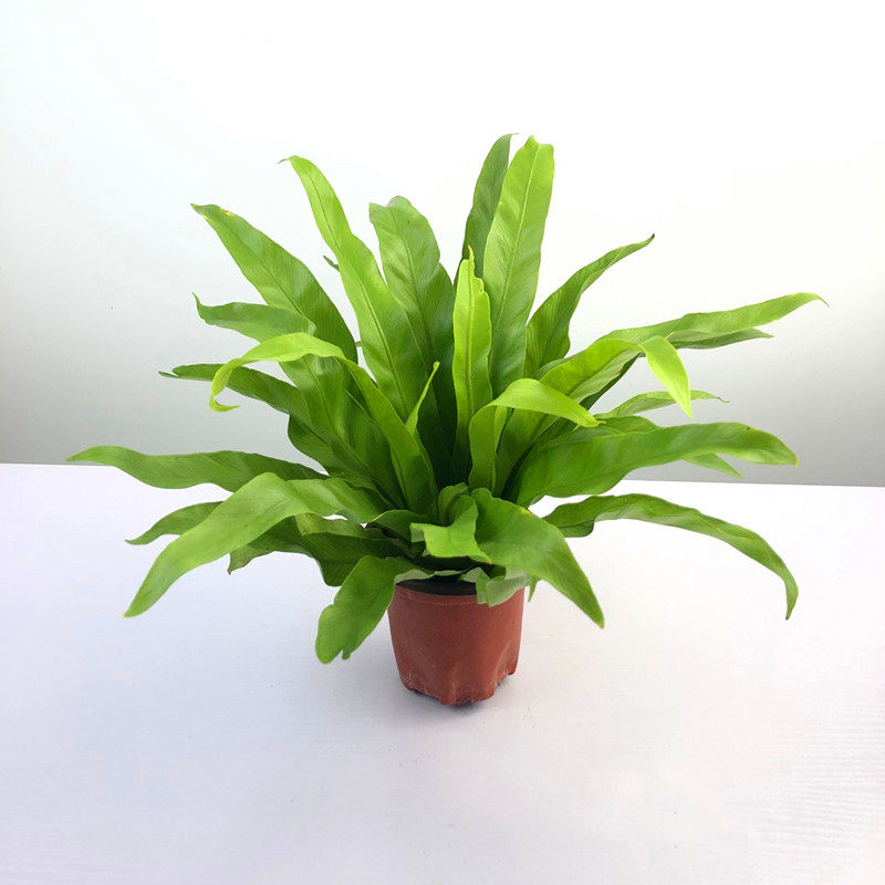 宽叶鸟巢盆栽室内办公办公桌桌面耐养四季常青绿植