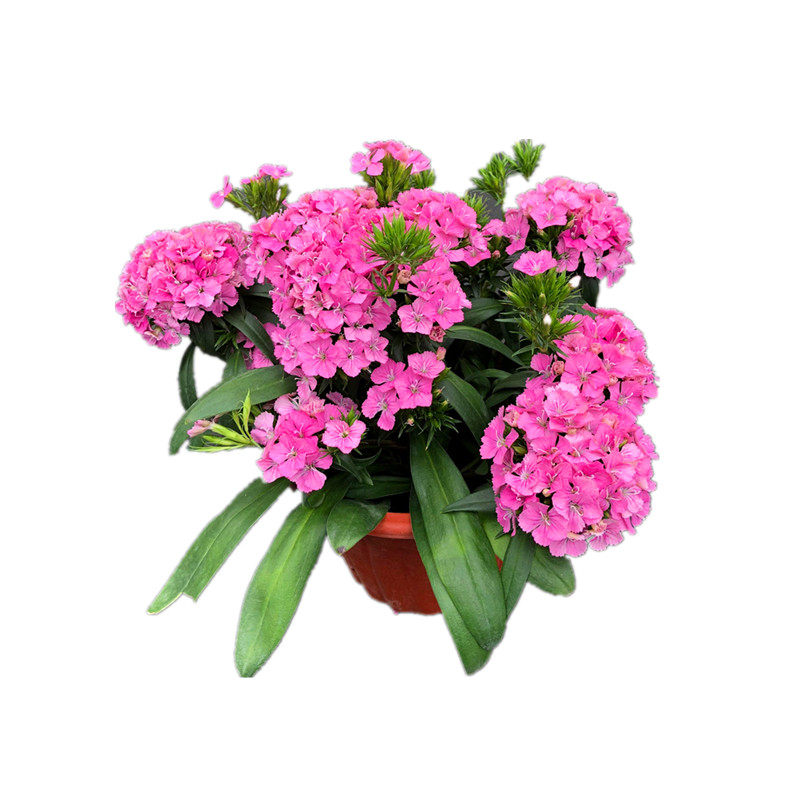 绣球石竹盆栽花园花镜多年生耐寒耐热开花植物花卉