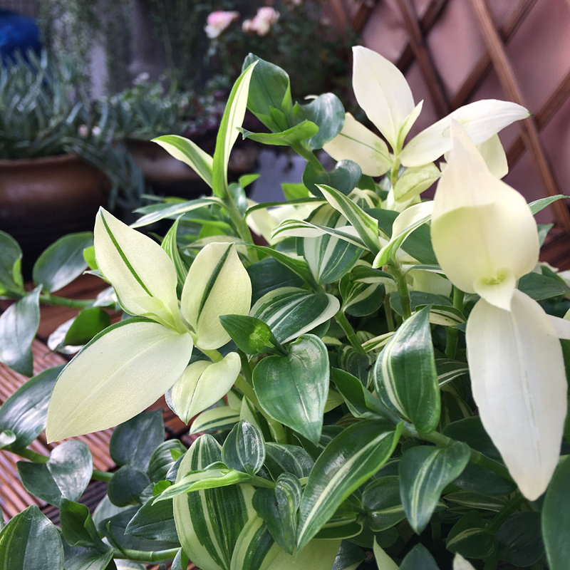 吊兰盆栽风铃办公室客厅鸭舌甲醛净化空气四季常青绿植