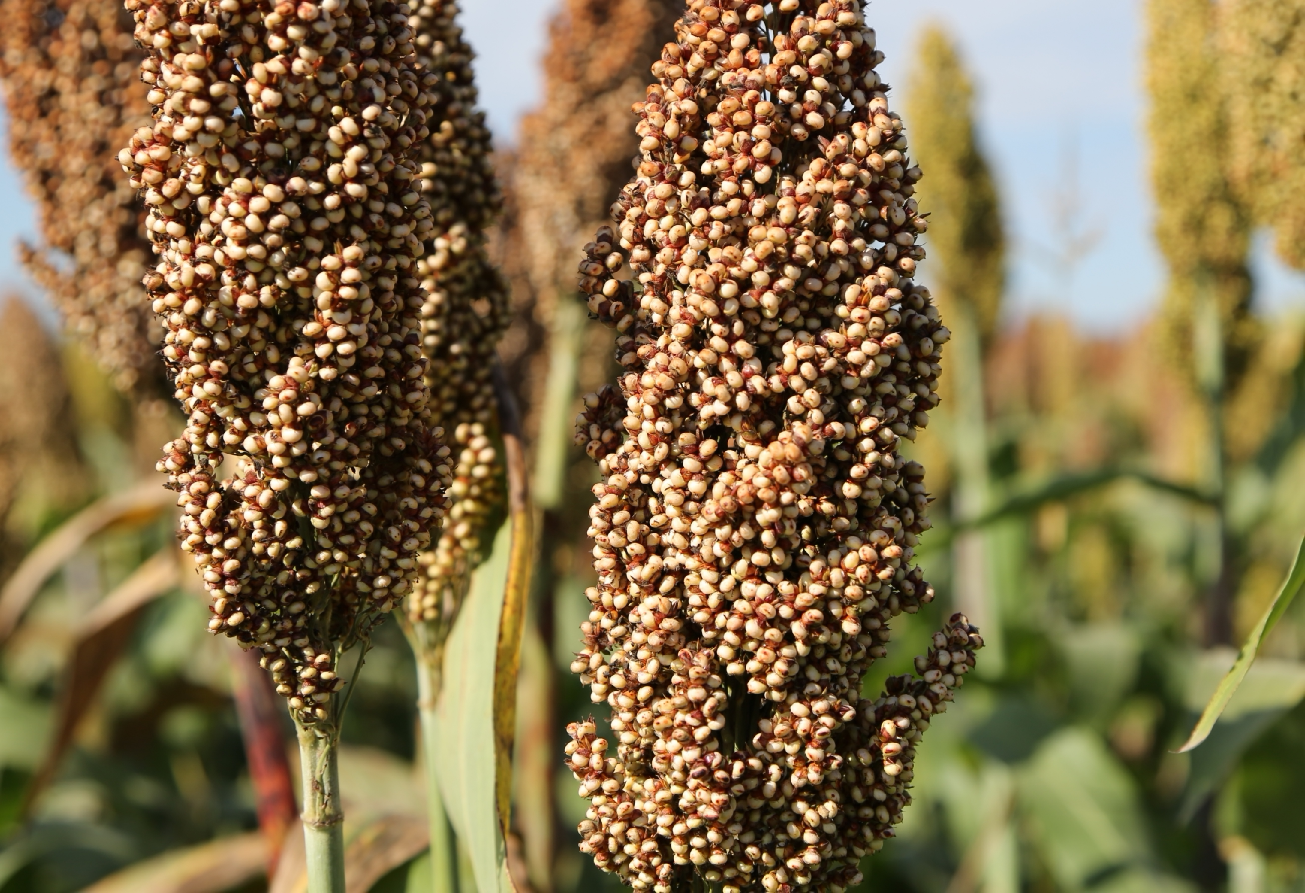 高粱米2022年东北黑龙江五常新鲜酿酒特色米