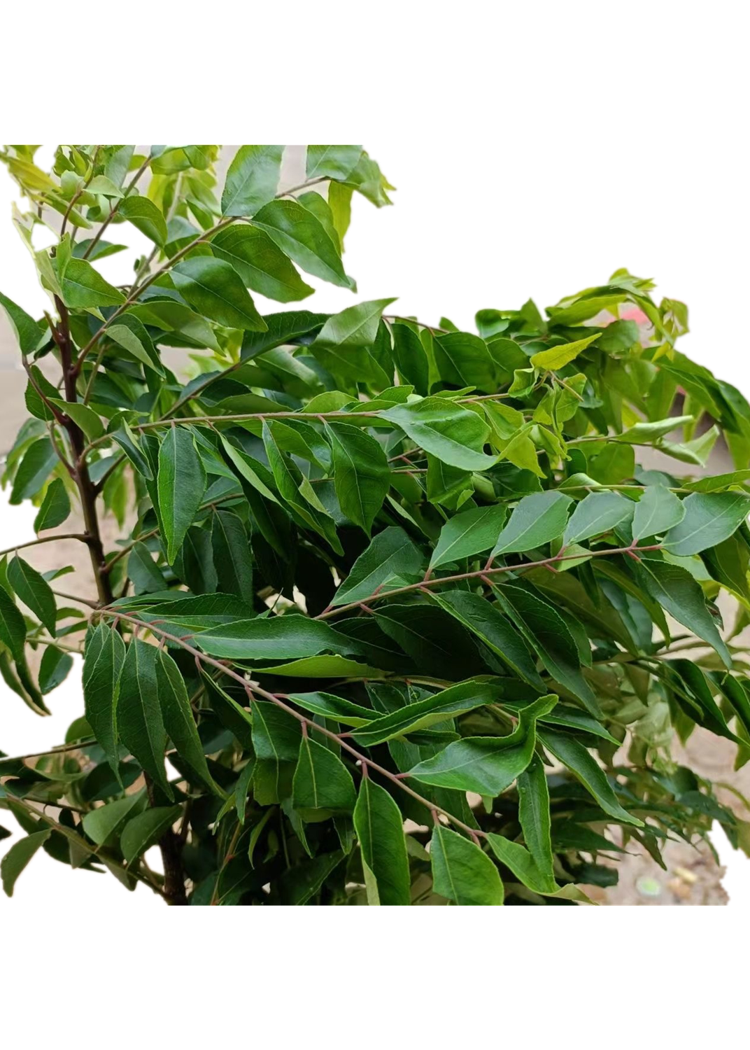 咖喱新鲜印度九里香叶麻纹curryleaves炒饭东南亚香料其它