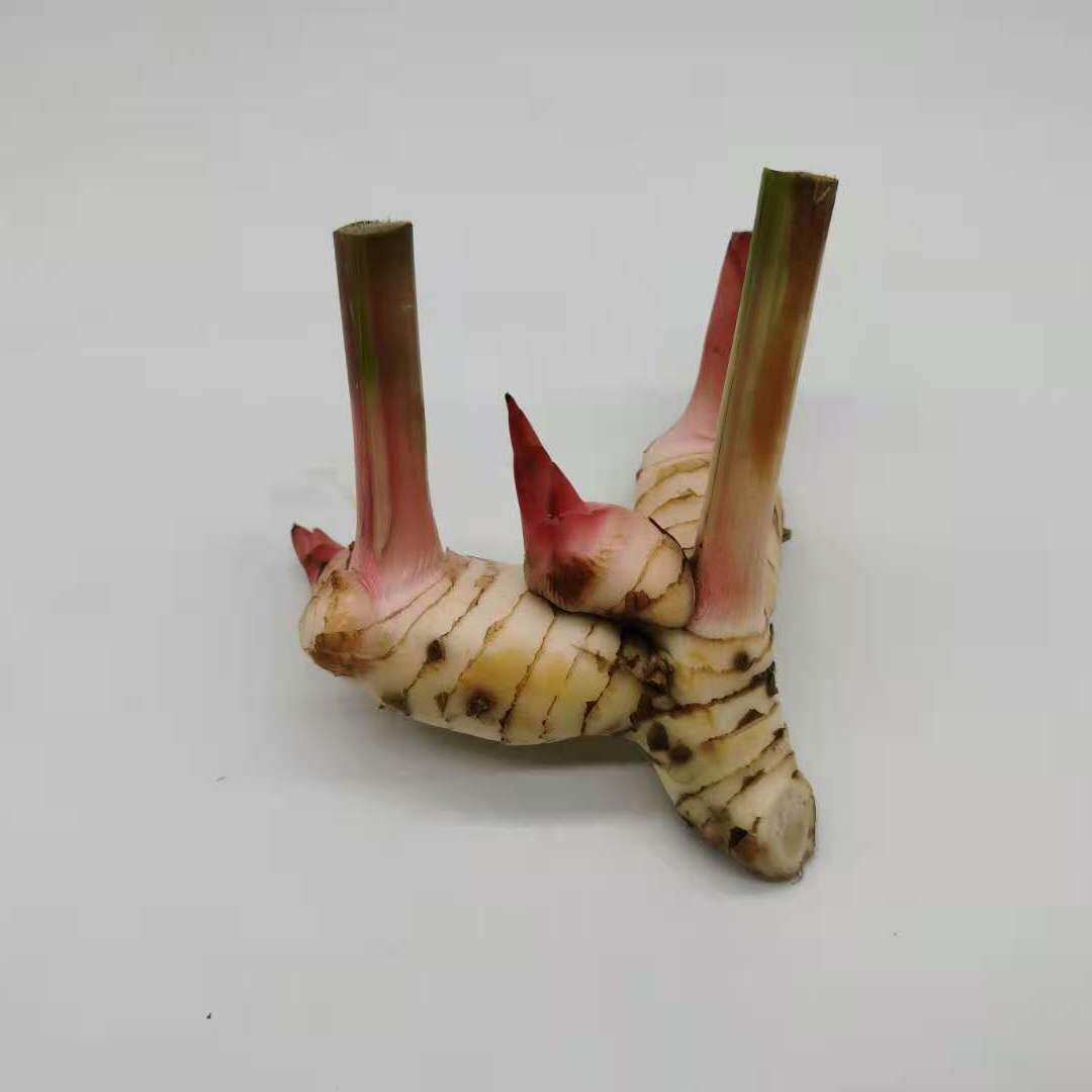 新鲜白南姜galangal高良姜泰国泰式冬阴功汤火锅锅底生姜