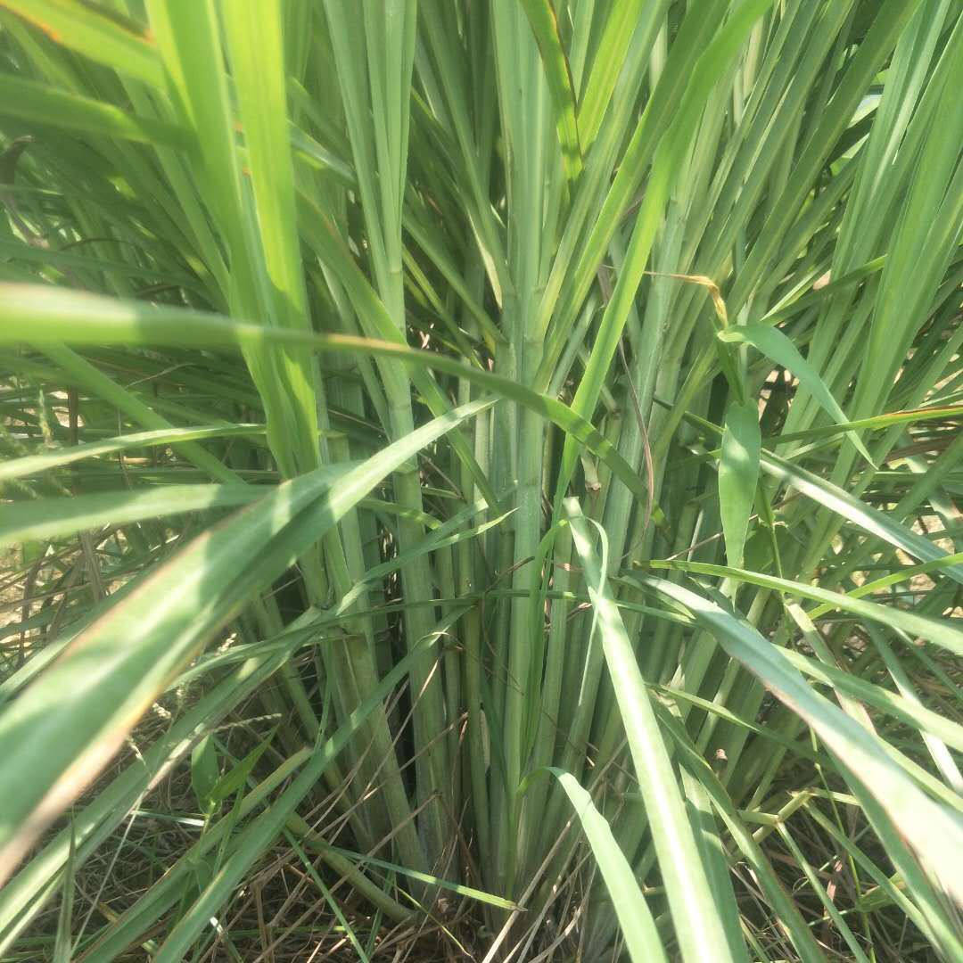 新鲜柠檬茅草叶子烤鸡烤鱼炒螺泡茶卤料冬阴其它