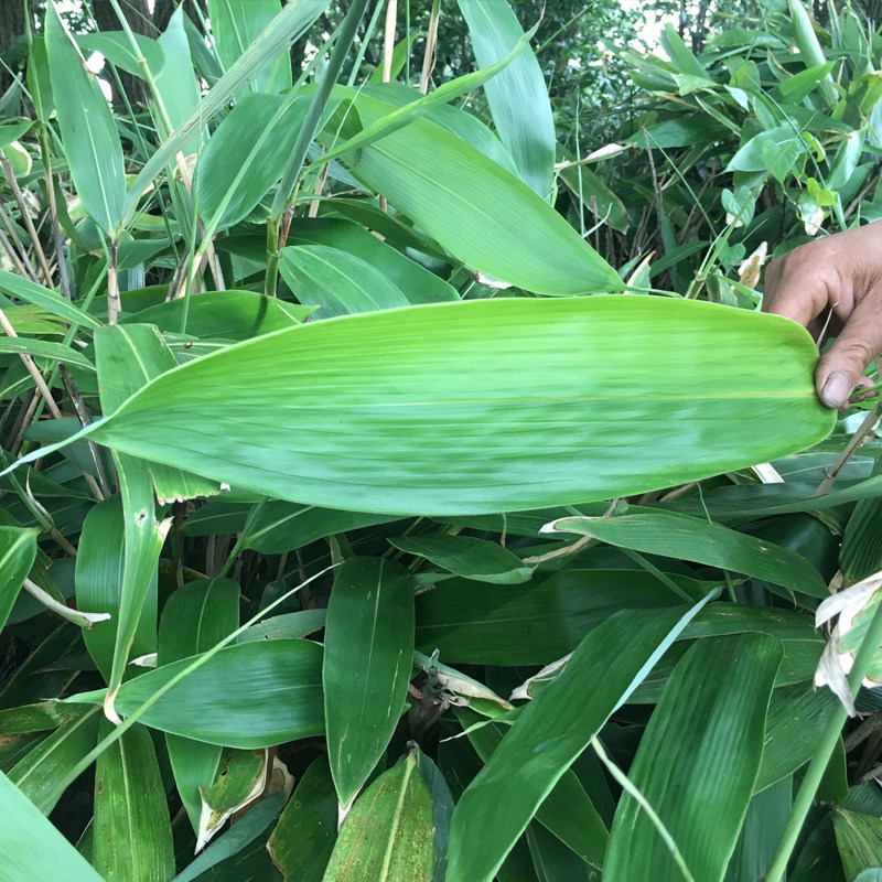 江西新鲜粽叶农家纯天然大宽粽子叶野生真空芦苇叶棕叶端午节免邮