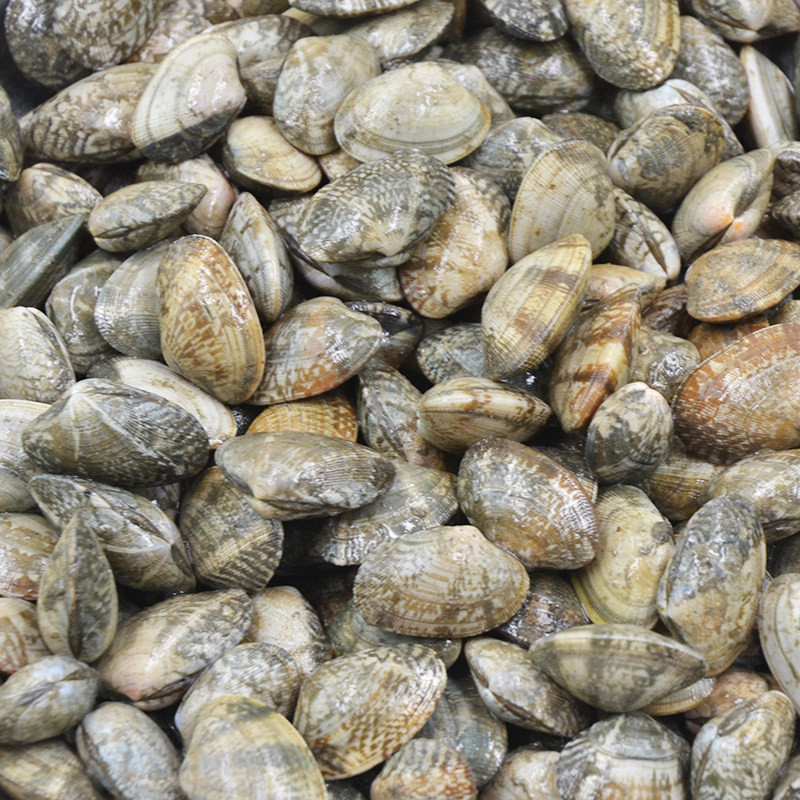 海鲜新鲜花甲鲜活花蛤蜊花蚬子杂色蛤花蛤肉野生花蛤贝类5斤包邮