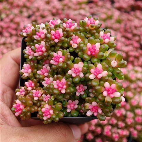 彩色浆果锦多植物盆栽赤豆肉肉办公桌室内高档多肉植物