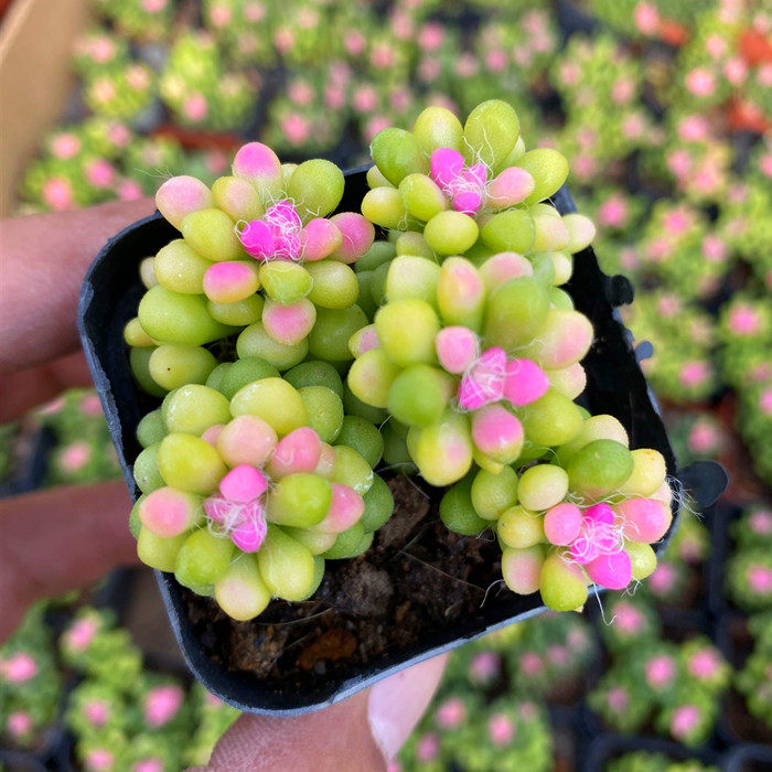 彩色茶笠多头稀有有小货多植物盆栽办公室桌面多肉植物