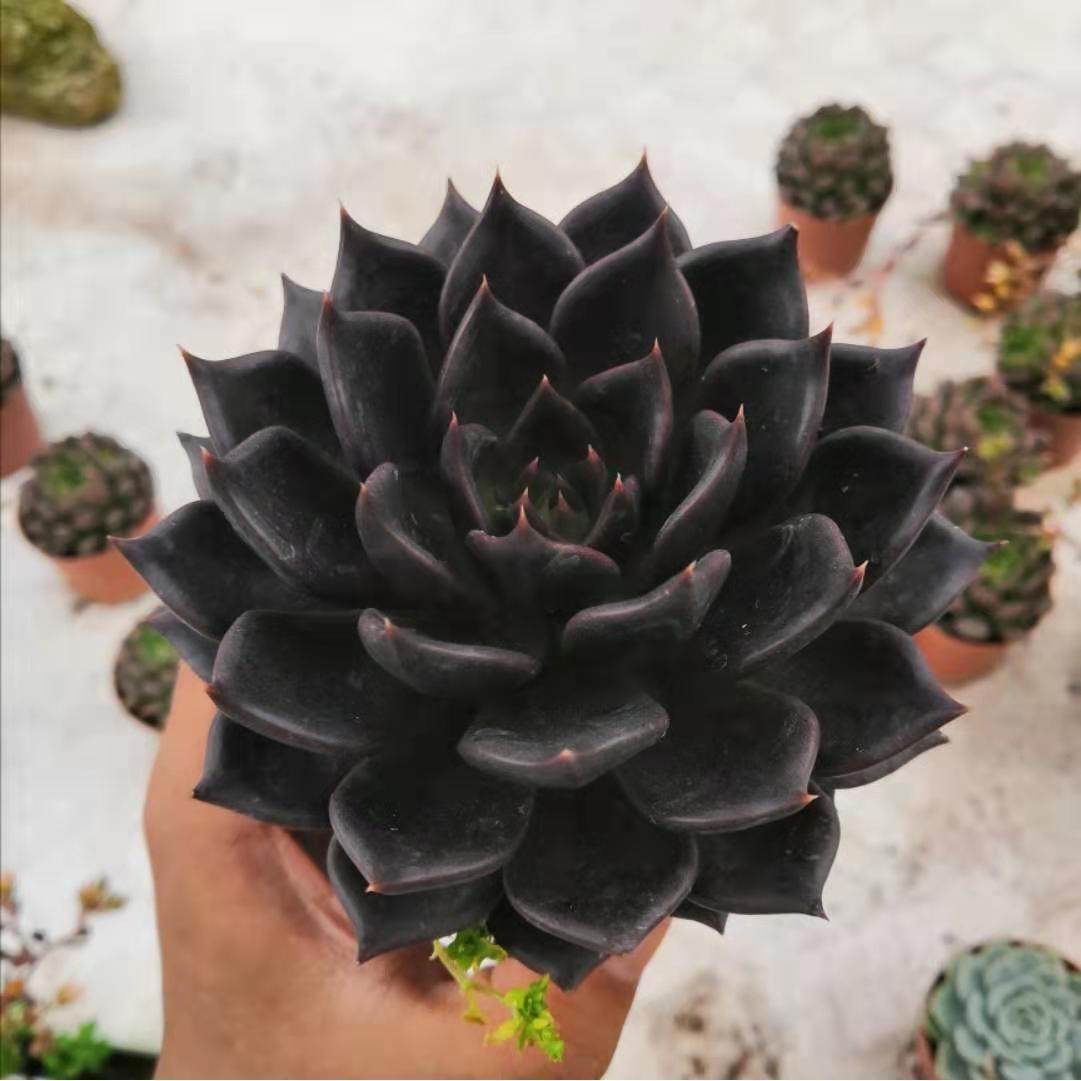 暗黑黑色肉肉王子黑骑士滇石莲多植物盆栽办公室多肉植物