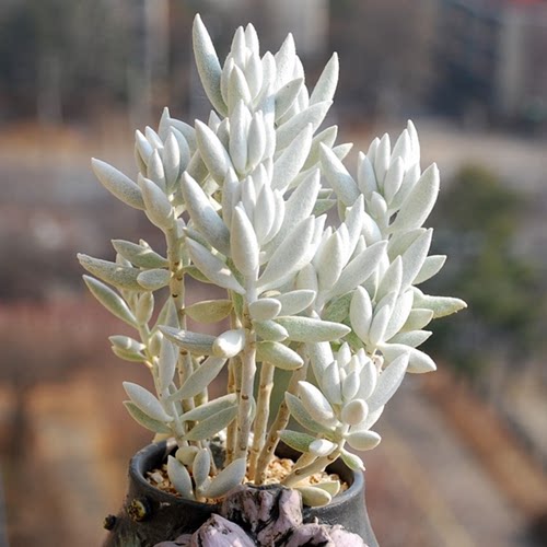 多肉高贵银白色银月银蚕植物盆栽花卉绿植群生多肉植物