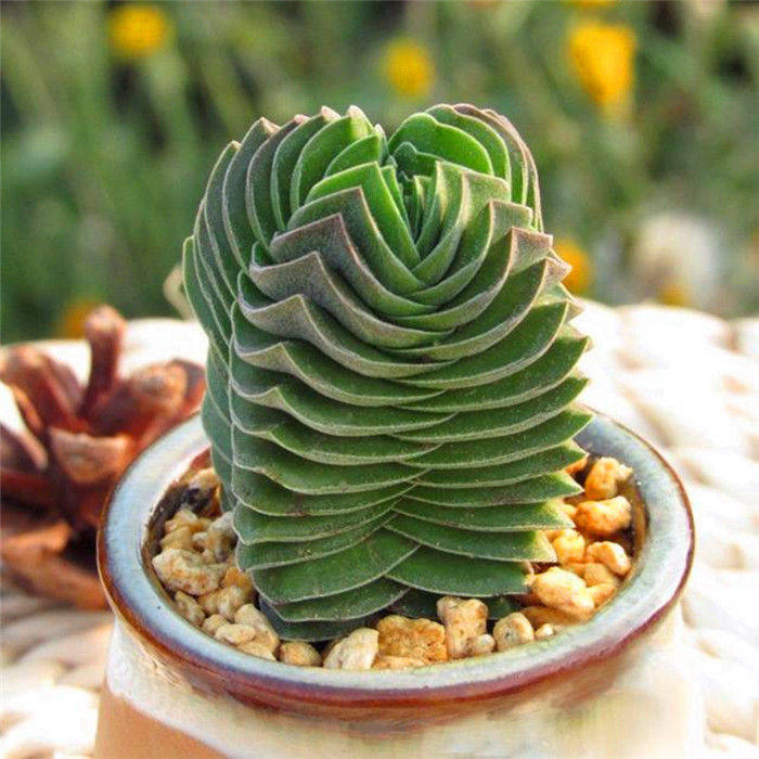 方塔多植物盆栽锁龙群生多头肉肉办公桌阳台花卉多肉植物