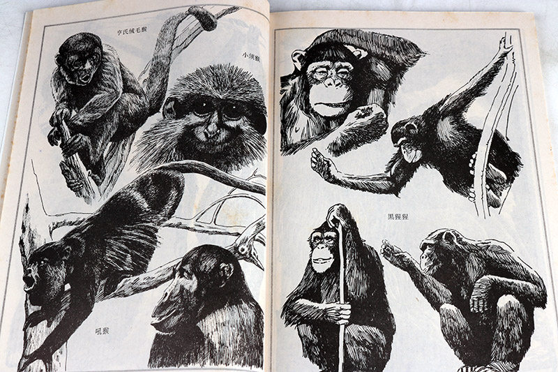 素材动物猴子入门工笔画画谱如何卡通漫画线描白描工艺美术新