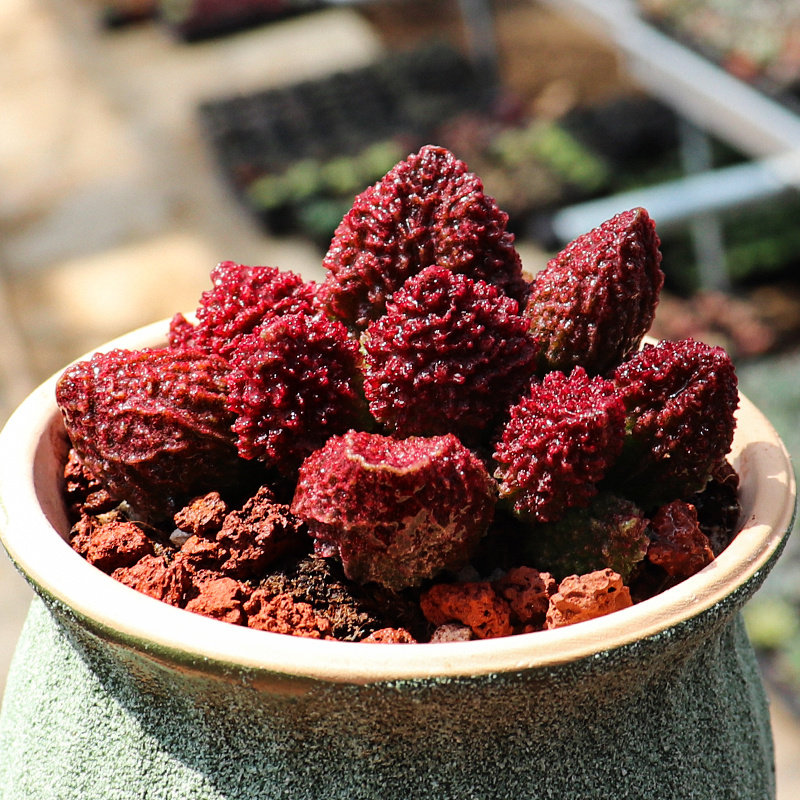 多肉韩国花卉小花办公桌盆栽小盆室内朱紫玉玉多多肉植物