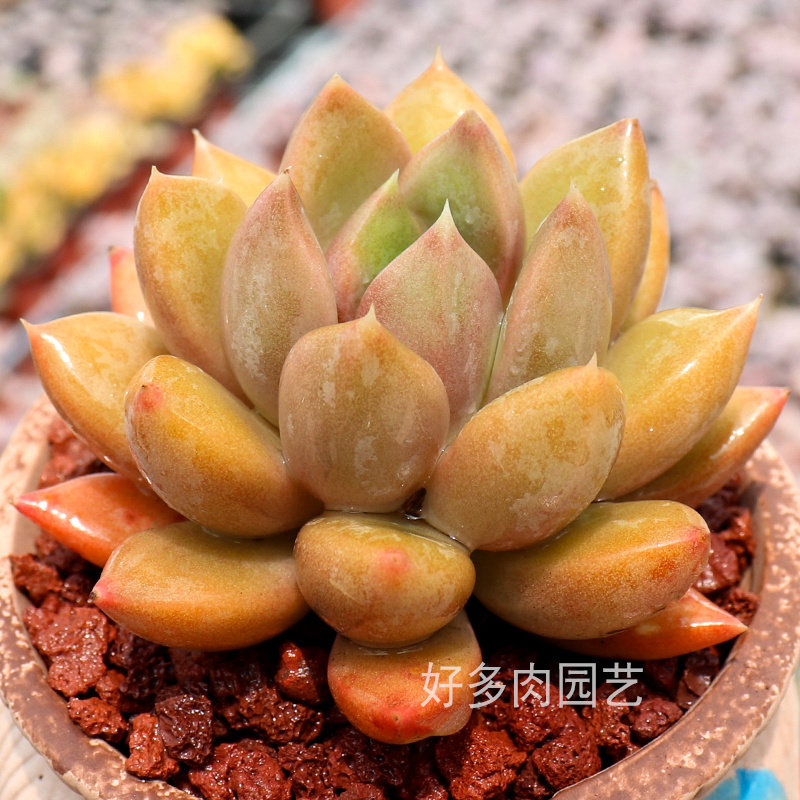 多肉象牙植物红象玉珠一物一拍组合盆栽花卉多肉植物