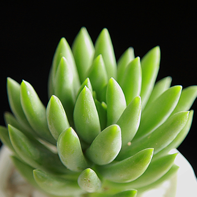 多肉 玉珠帘 千佛手 多肉植物 防辐射 办公室内阳台绿植小盆栽