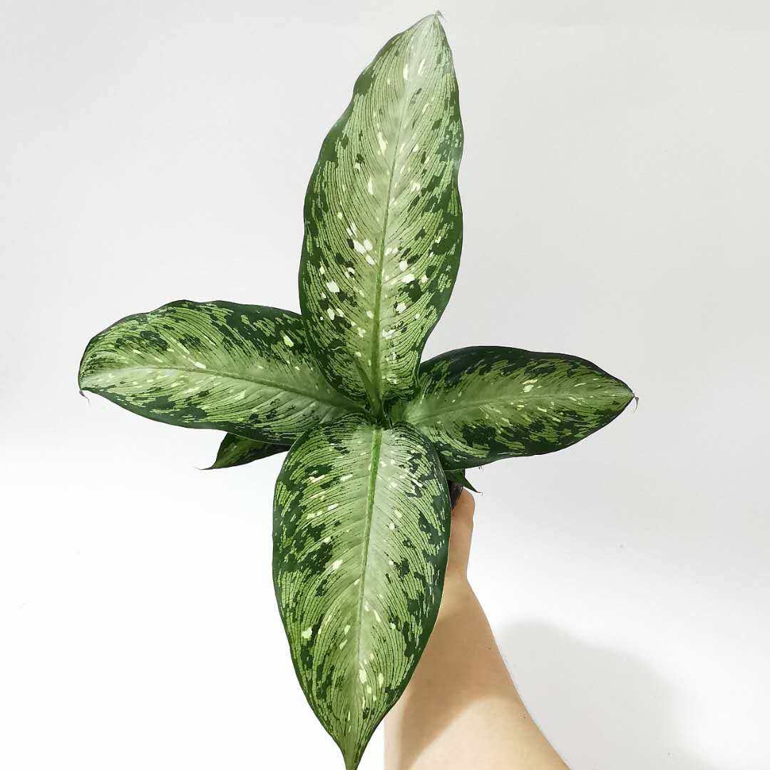 多年生观净化空气花卉绿植叶绿植美国新品种万年青植物叶植物绿植