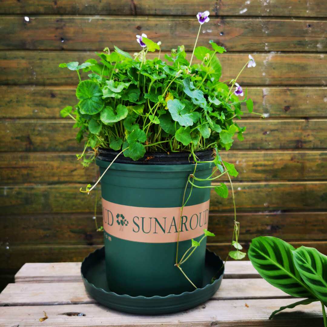 多年生熊猫植物室外阳台盆栽地被净化空气宿根垂吊宿根